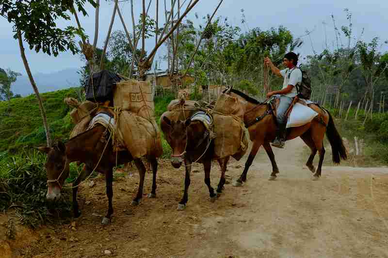 Kogi man transporting goods up the mountain